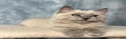 Ragdoll cats for sale: 🩶 READY NOW Blue Mink Cherubim BOY 🩶 - Advert 5