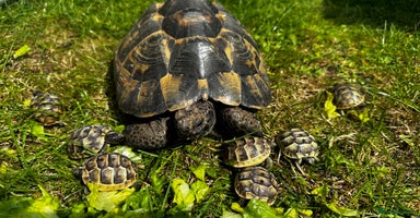 Tortoise reptiles - Advert 7
