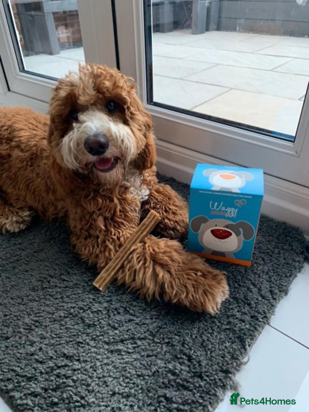 Toy Poodle dogs for stud: Amazing deep dark red. Kc registered dna clear in Porth - Advert 12