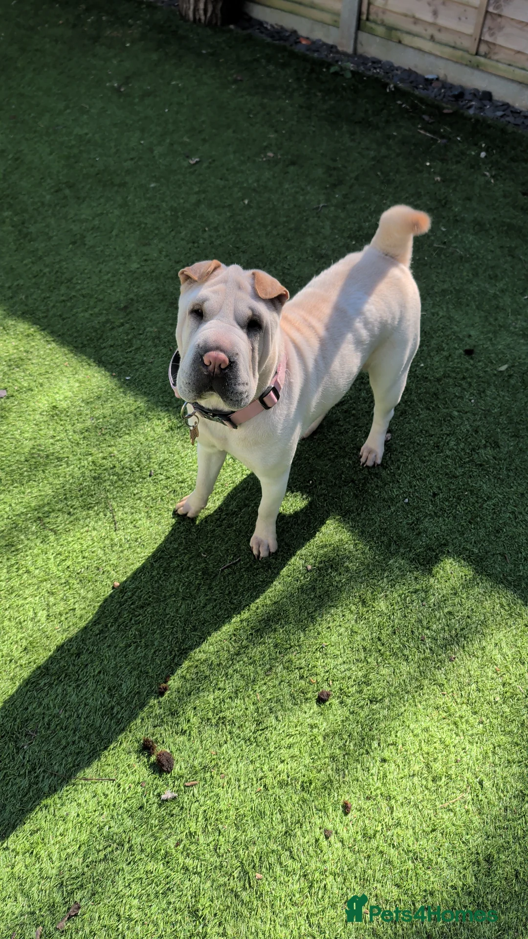 Shar Pei dogs for sale: 1 male and 1 female Shar pei dog to be rehomed - Advert 5