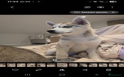 Siberian Husky dogs for sale: Stunning Pure siberian husky pups - Image 9