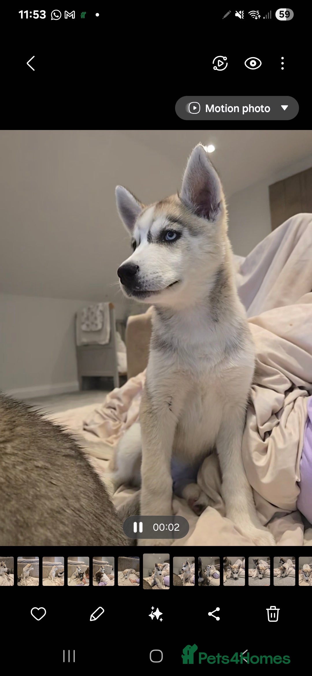 Siberian Husky dogs for sale: Stunning Pure siberian husky pups - Image 9