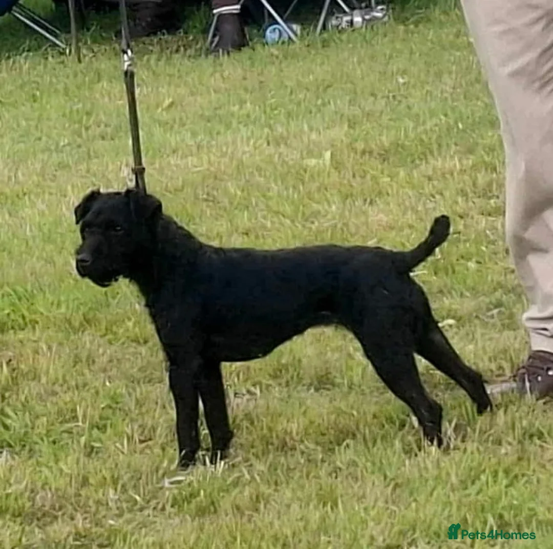 Patterdale Terrier dogs for sale: Male patterdale terrier pup - Advert 2