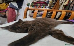 British Longhair cats for sale: Brown British long hair male - Image 1