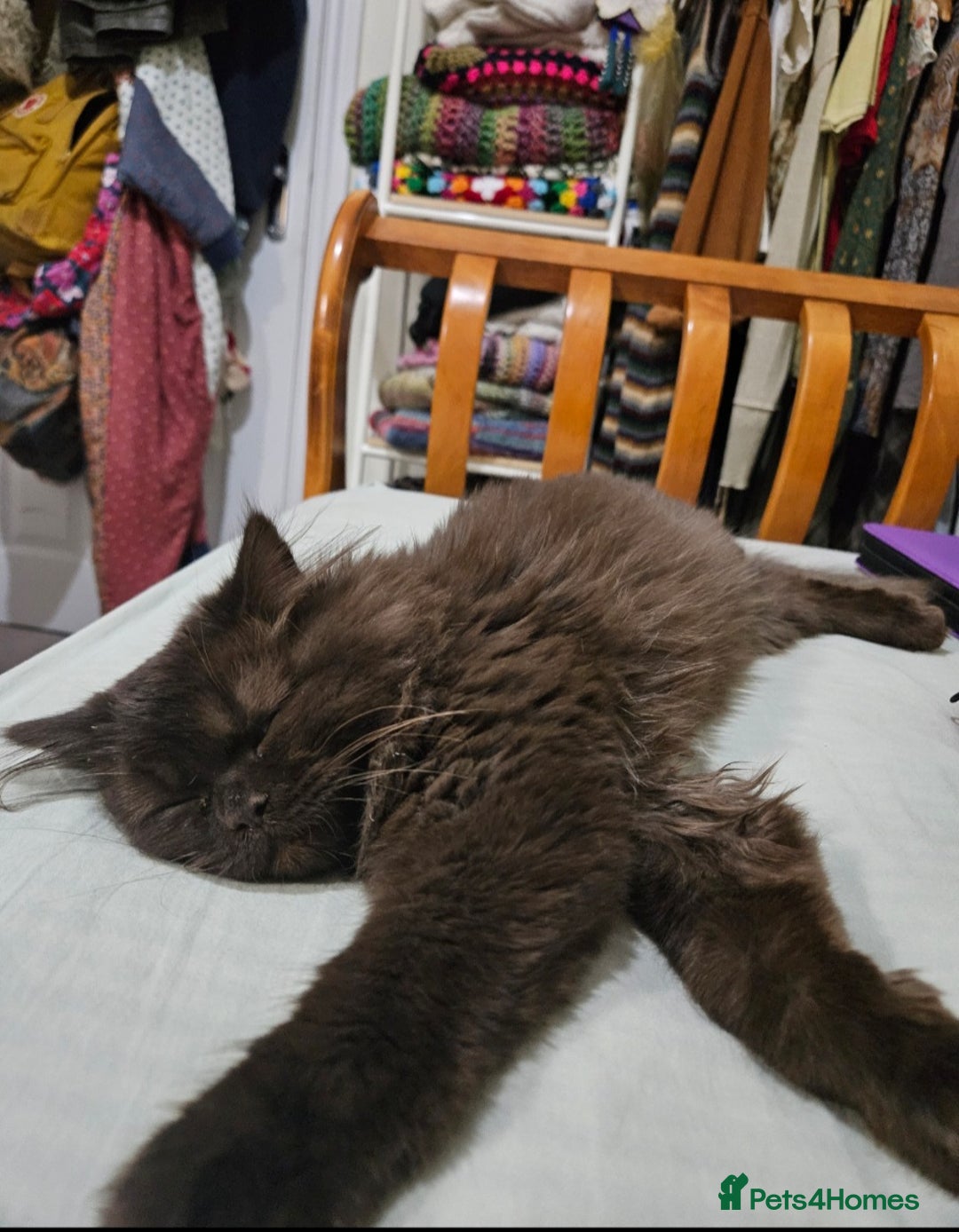 British Longhair cats for sale: Brown British long hair male - Image 1