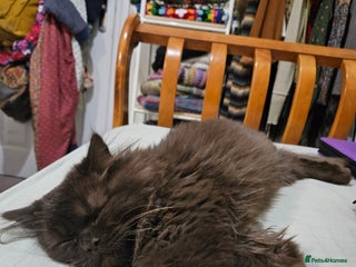 British Longhair cats for sale - Advert 1