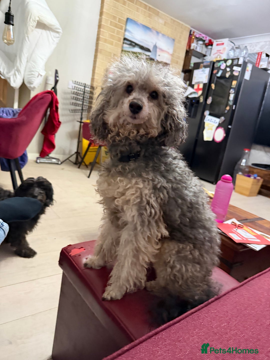 Toy Poodle dogs for sale: Rare silver and black male toy poodle puppies - Advert 8