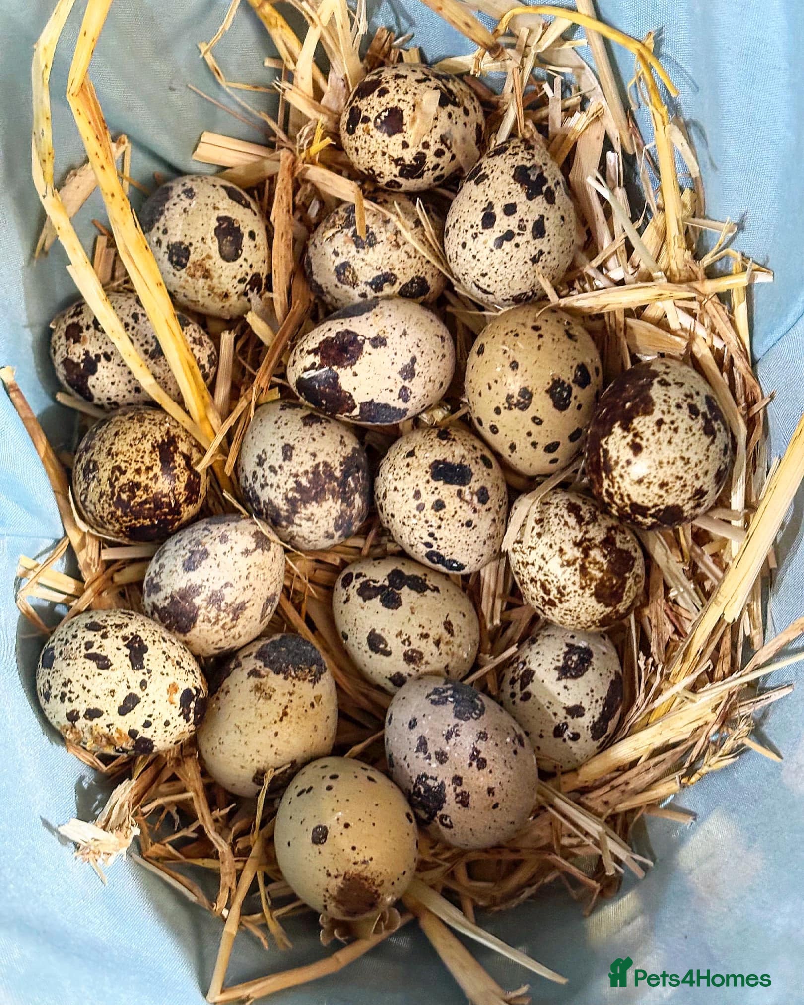 Quail poultry Quail Hatching Eggs etc  - Advert 1