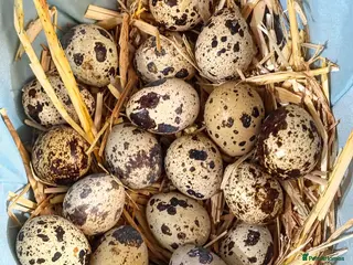 Quail poultry Quail Hatching Eggs etc - Advert 3