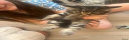 Mixed Breed cats for sale: Kittens  - Advert 9