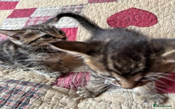 Domestic Shorthair cats for sale: Kittens  - Image 2