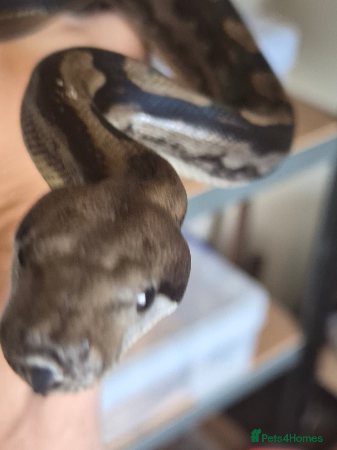 Boa Snake reptiles for sale: Boa for sale - Image 2
