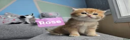 British Shorthair cats for sale: Pedigree golden British shorthair  - Advert 11