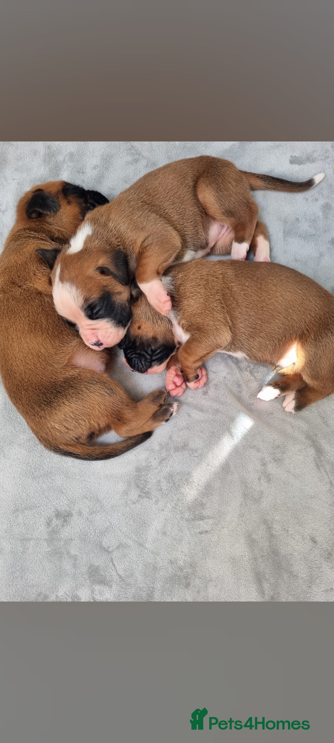 Boxer dogs for sale: Bootyful Boxer Babies - Advert 3