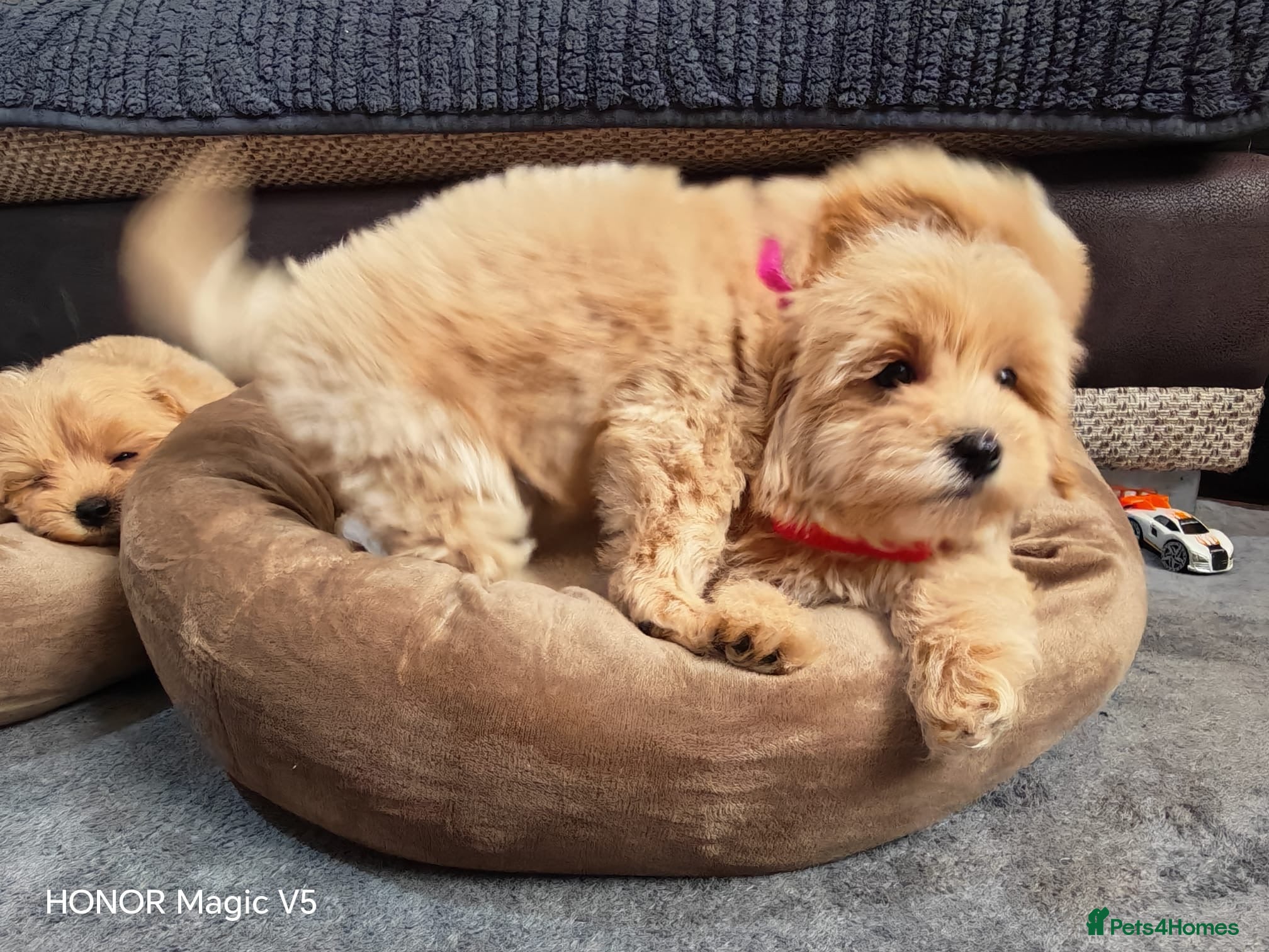 Maltipoo dogs Miniature Maltipoo Puppies - Advert 4