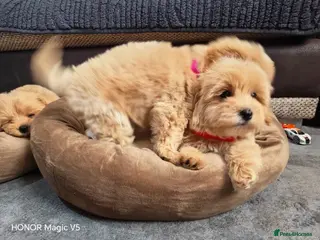 Maltipoo dogs Miniature Maltipoo Puppies - Advert 4