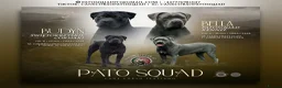Cane Corso dogs for sale: 🐾 PatoSquad Cane Corso – Premium Litter 🐾 - Advert 2