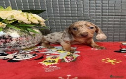 Dachshund dogs for sale: Miniature Dachshund Puppies - Advert 10