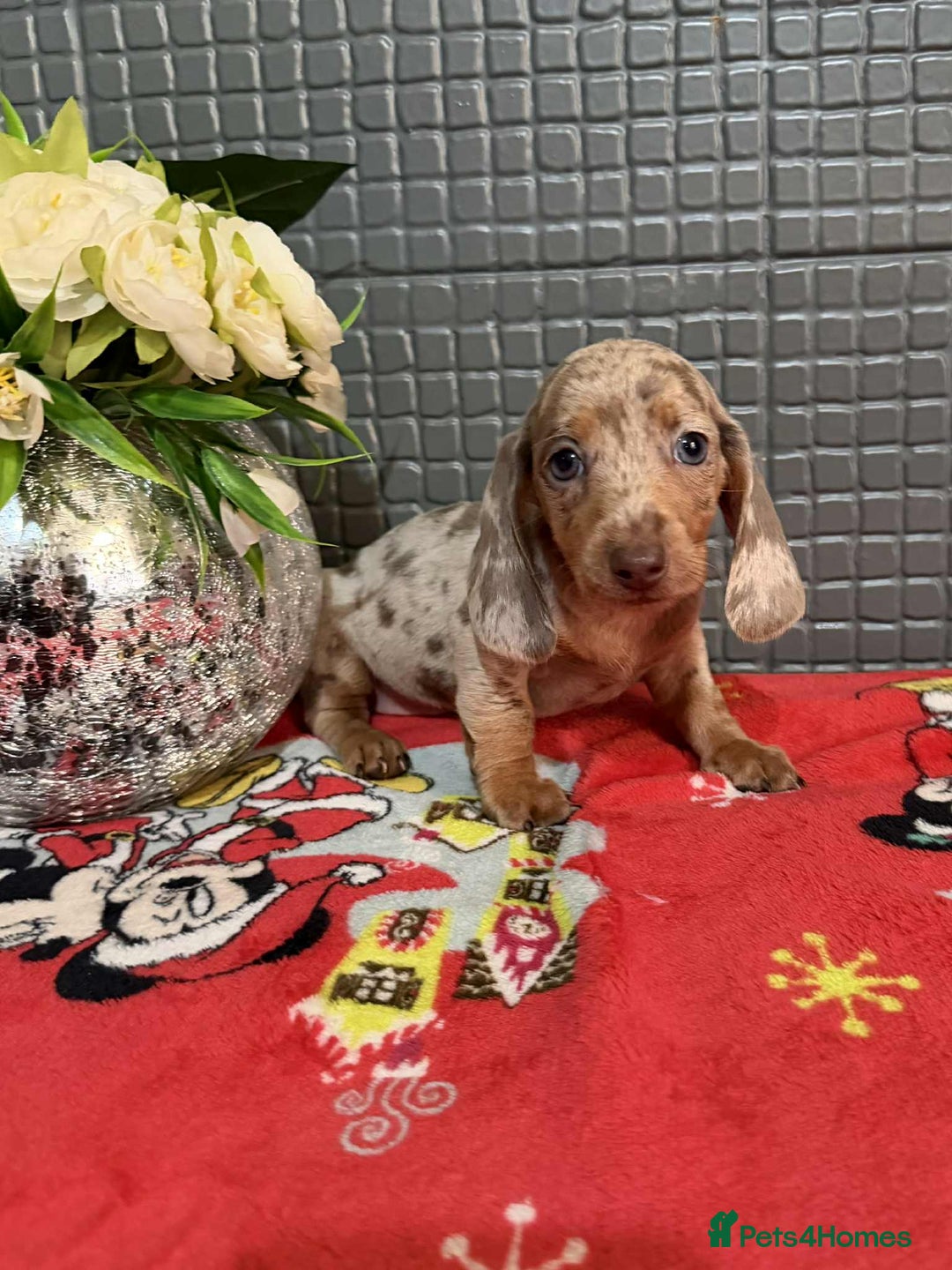 Dachshund dogs for sale: Miniature Dachshund Puppies - Advert 10
