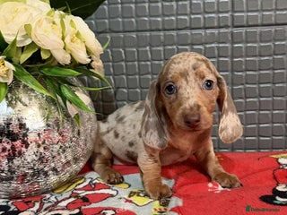 Dachshund dogs Miniature Dachshund Puppies - Advert 6