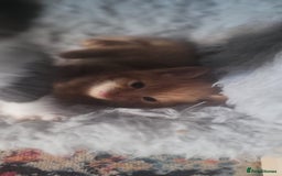 Mixed Breed cats for sale: Beautiful kittens needing loving homes - Image 14