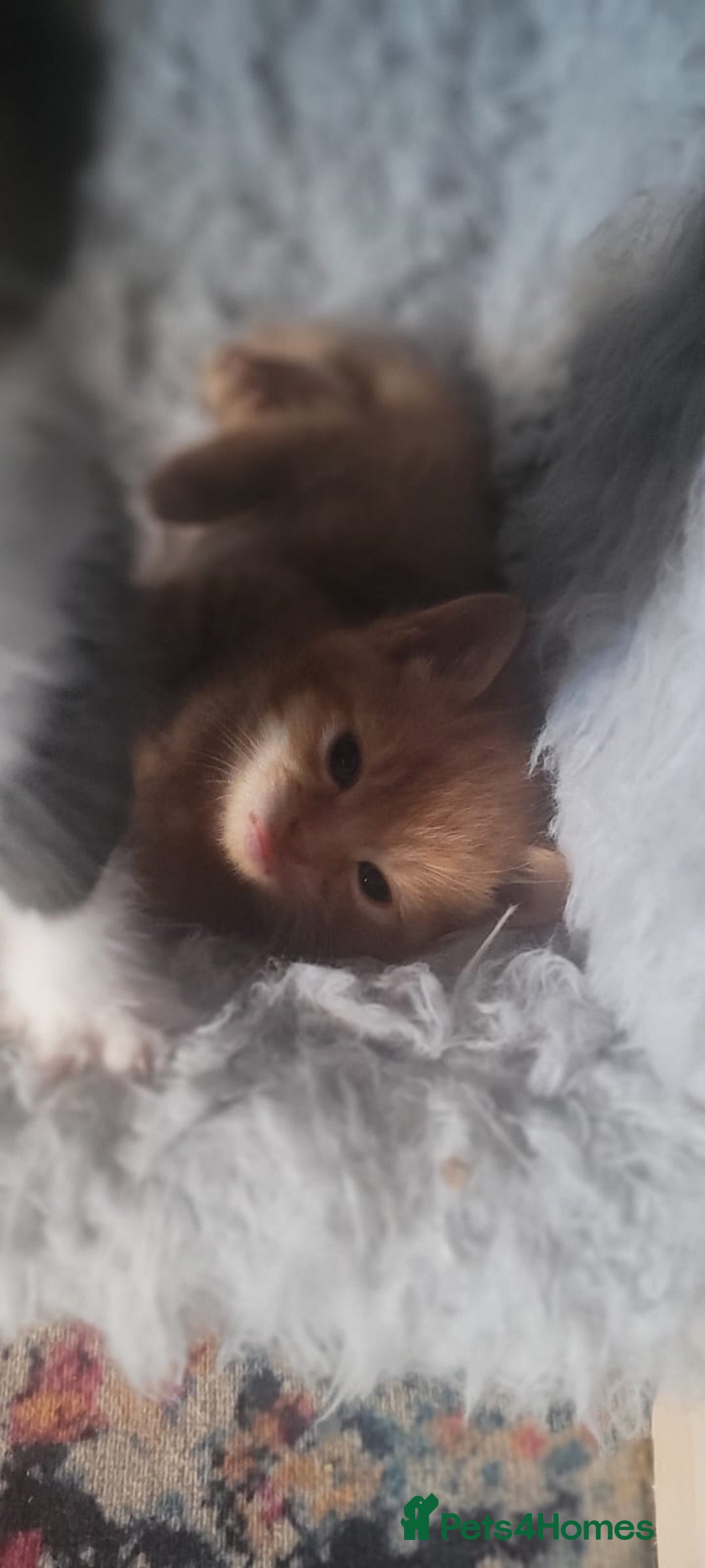 Mixed Breed cats for sale: Beautiful kittens needing loving homes - Image 14