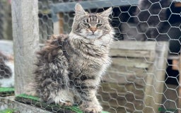 Maine Coon cats for sale: POLYDACTYL BEAUTY - Image 7