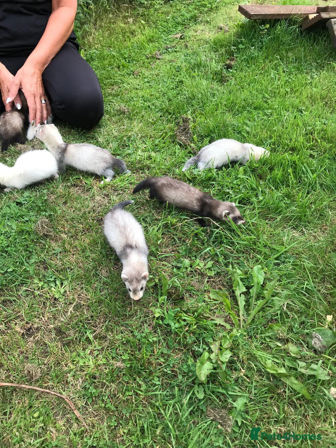 Ferret rodents for sale: FERRET KITS - Image 2