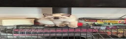 Ragdoll cats for sale: Colour point ragdoll - Advert 2