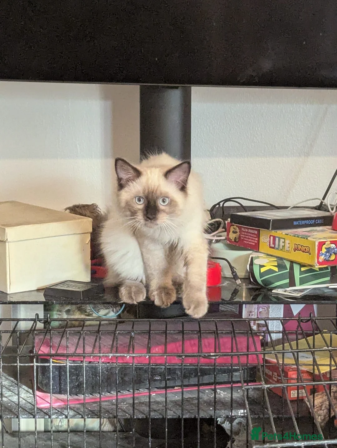 Ragdoll cats for sale: Colour point ragdoll - Advert 2