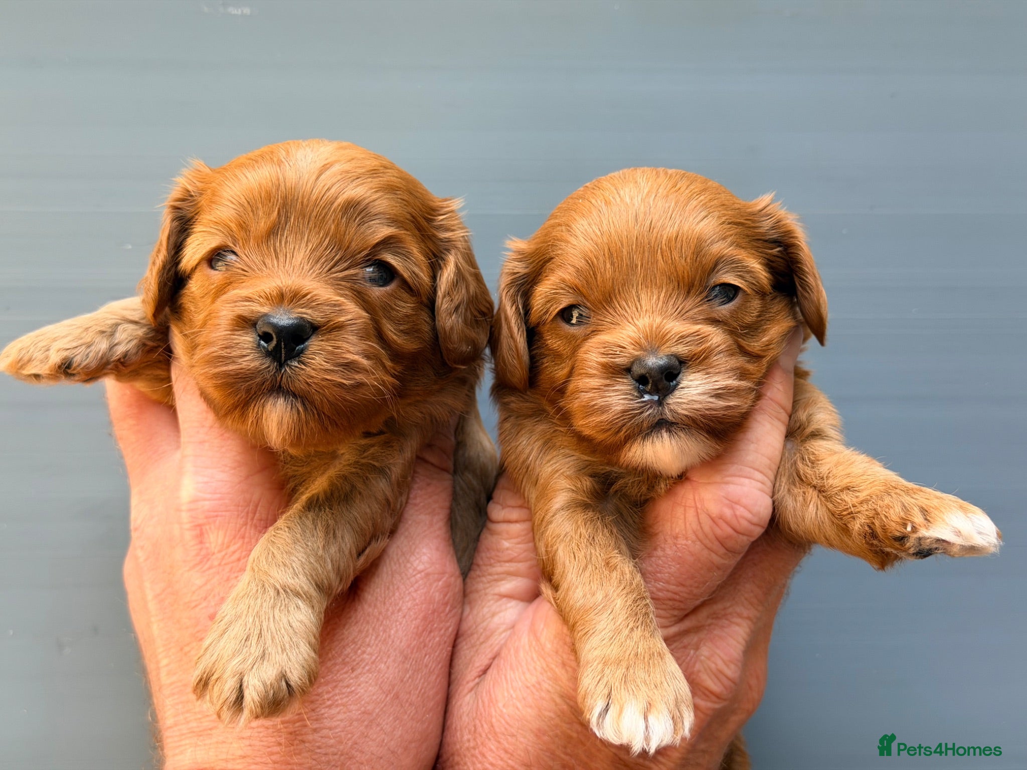 Cavapoo dogs Fox Red F1 Cavapoo’s  - Advert 1