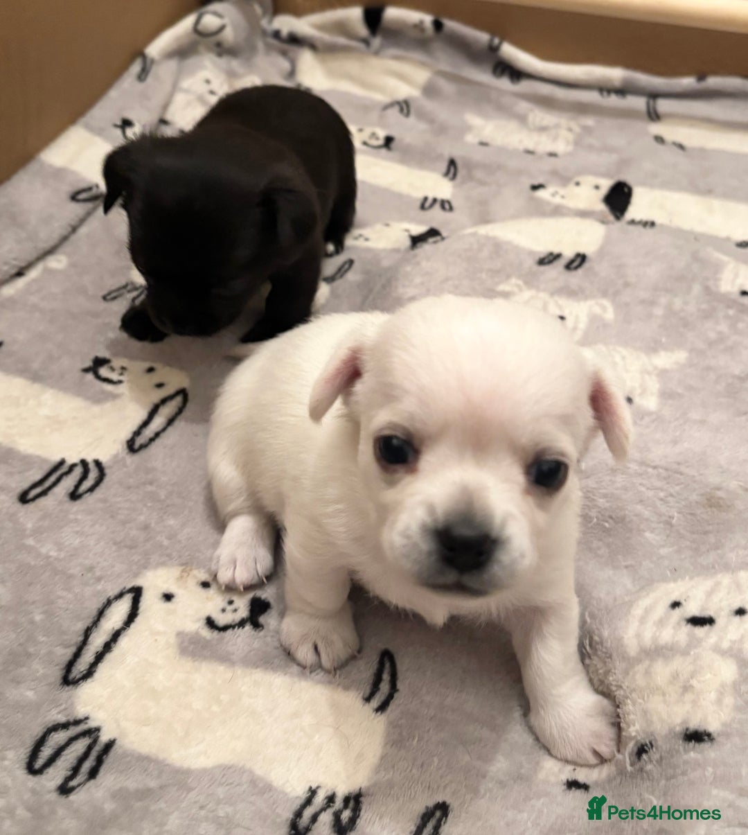 Chihuahua dogs for sale: Beautiful Chihuahua Puppies - Advert 4