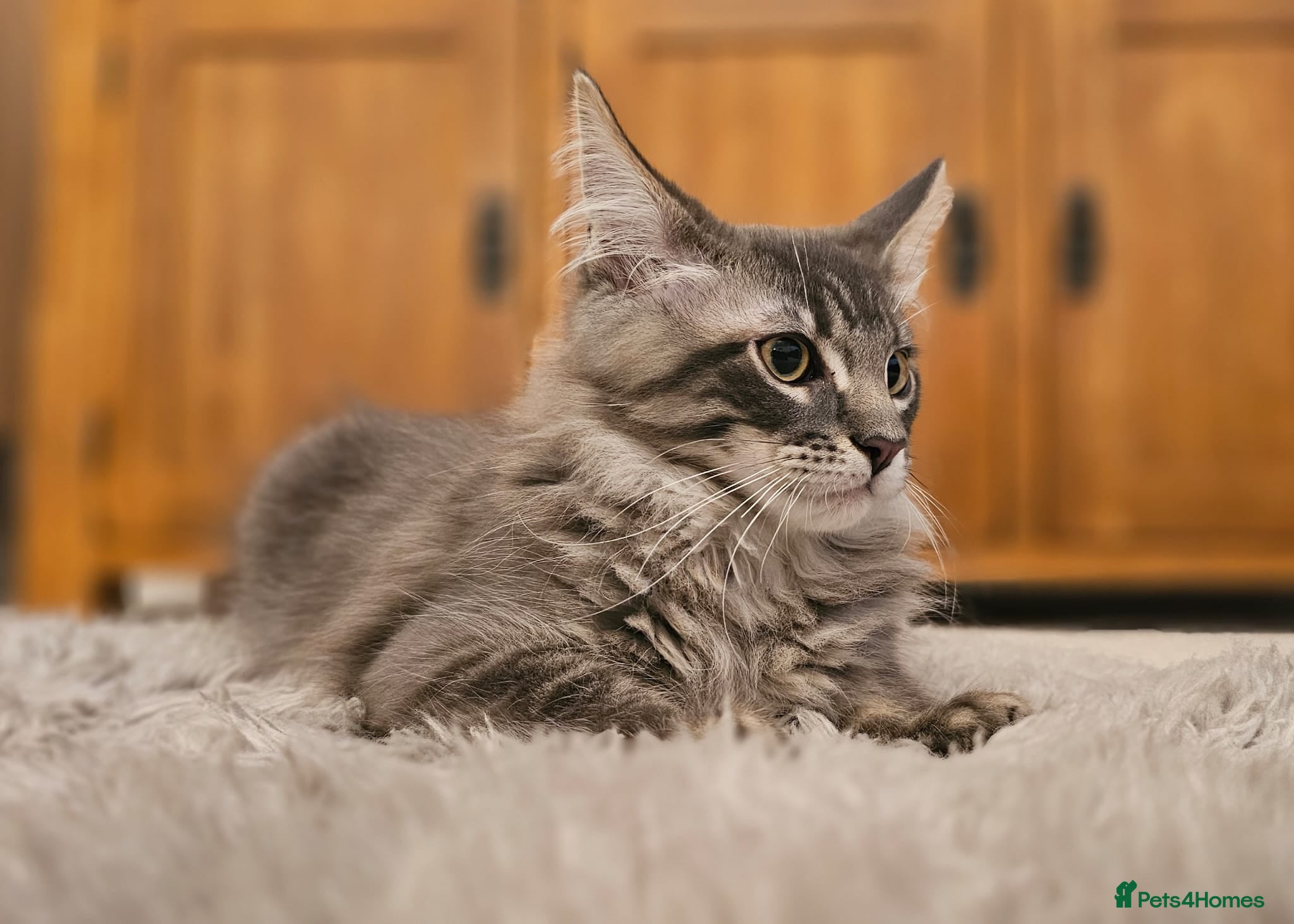 Maine Coon cats Gorgeous, sociable maine coon kittens  - Advert 2