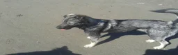 Mixed Breed dogs for sale: Mixed Breed Female Looking For Forever Home - Advert 4