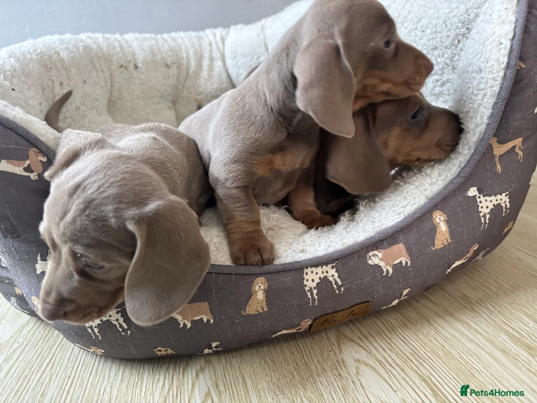 Dachshund dogs for sale: 4 beautiful Isabella and tan puppy’s  - Advert 17