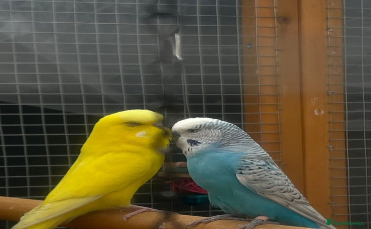 Budgerigars birds - Advert 1