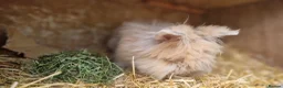 Lionhead rabbits for sale: Purebred double-maned friendly young lionhead boy - Advert 3