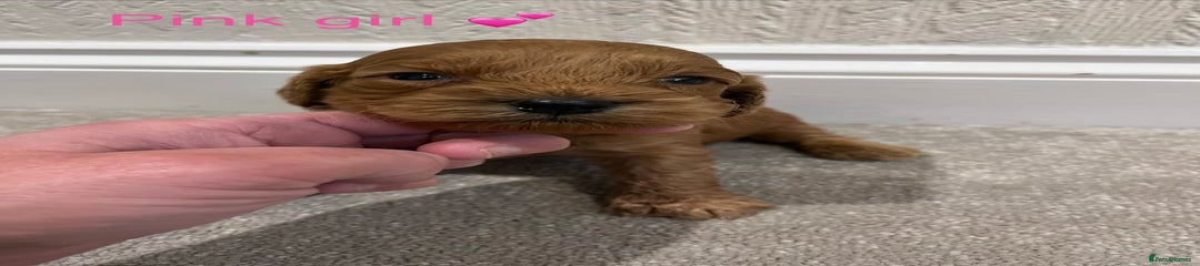 Cockapoo Puppy 6