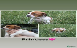 Mixed Breed dogs for sale: English Springer Spaniel Cross  - Image 3