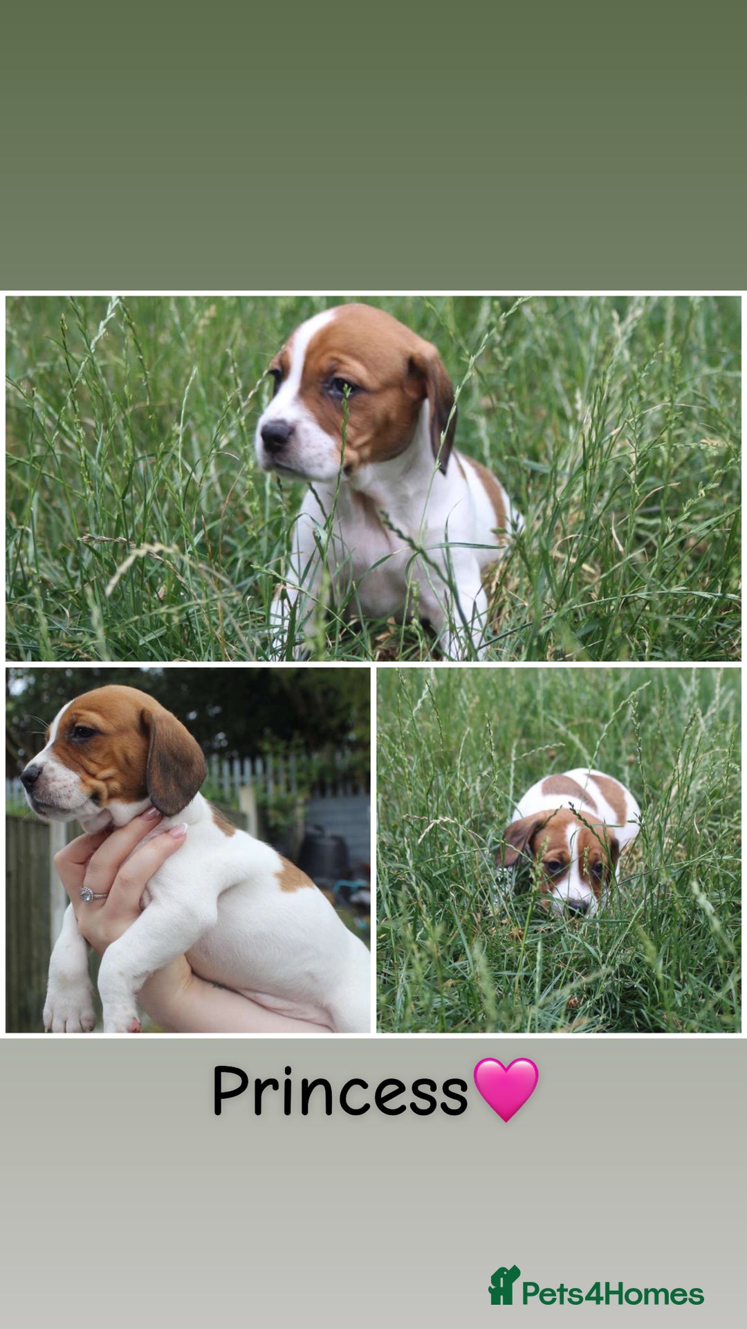 Mixed Breed dogs for sale: English Springer Spaniel Cross  - Image 3