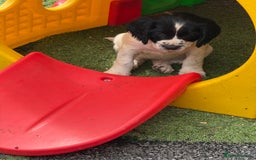 English Springer Spaniel dogs for sale: Stunning kc reg dna tested  - Image 15