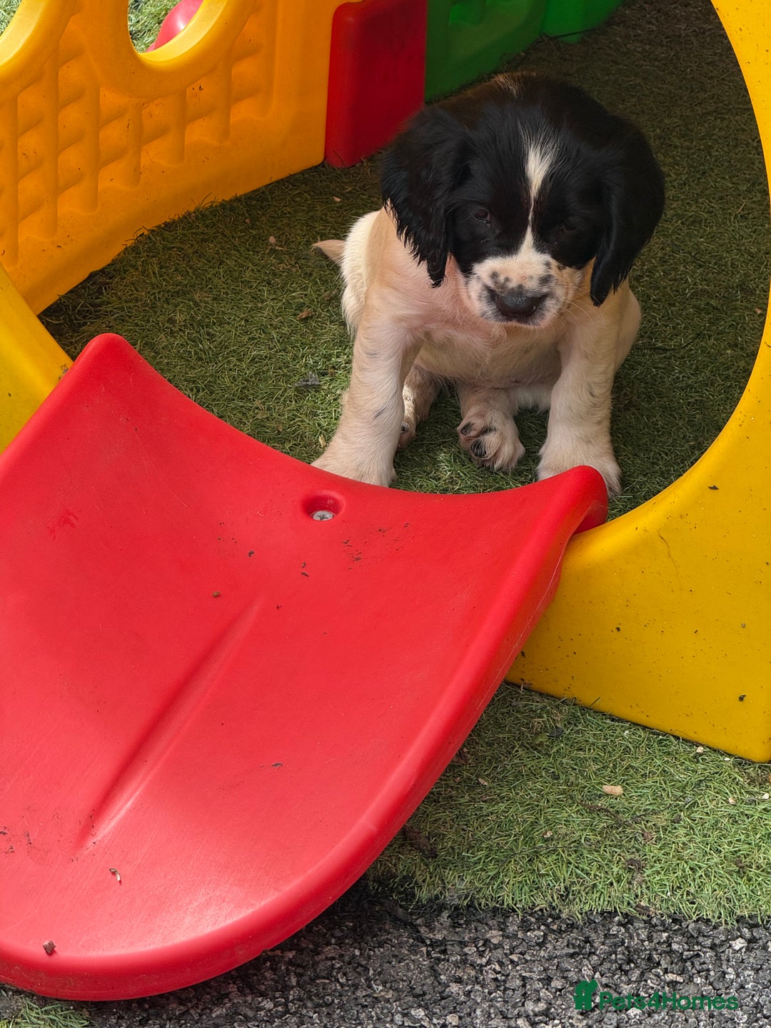 English Springer Spaniel dogs for sale: Stunning kc reg dna tested  - Image 15