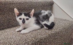 Mixed Breed cats for sale: Adorable Kittens  - Image 7