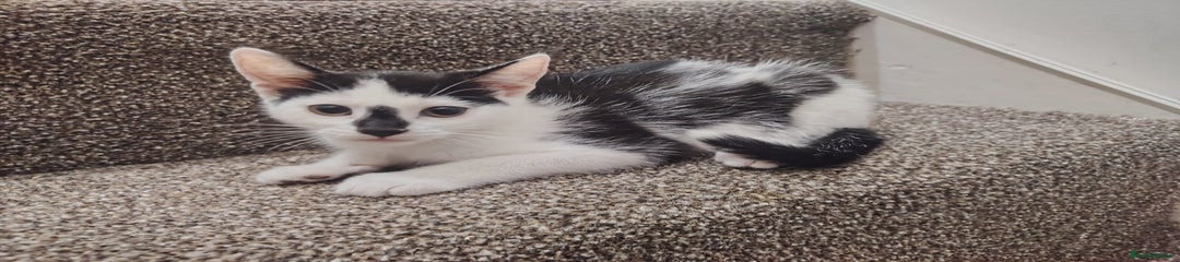 Mixed Breed Kitten 4