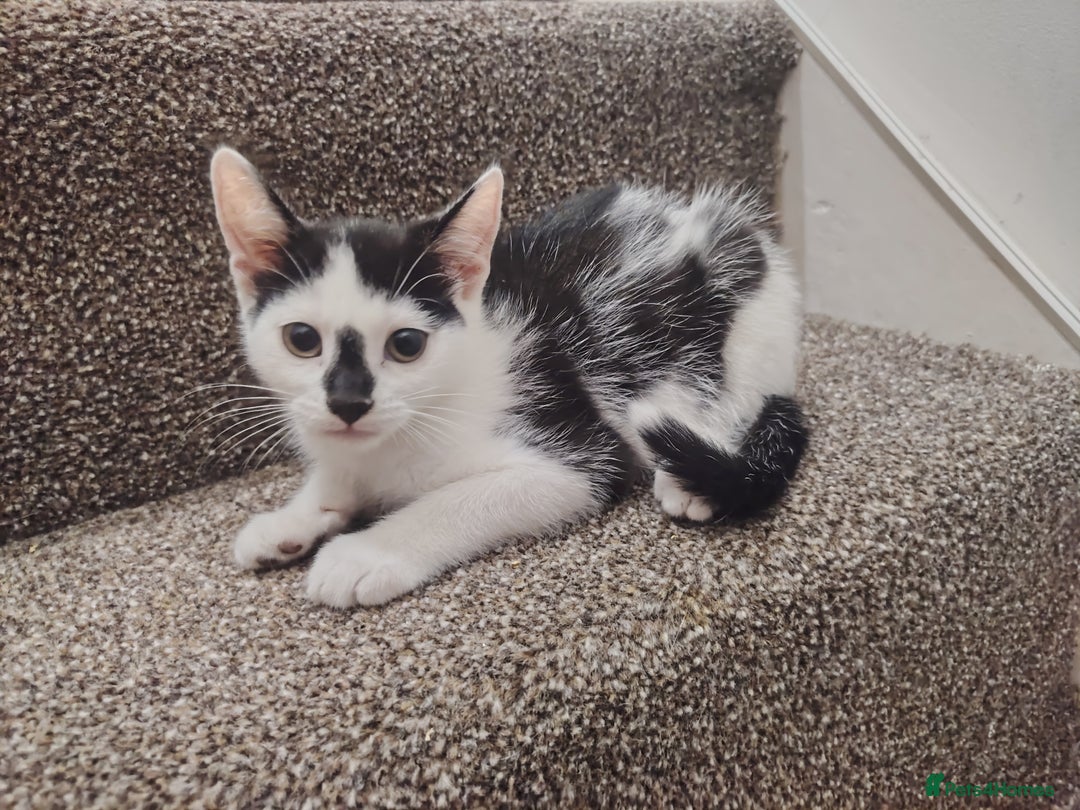 Mixed Breed cats for sale: Adorable Kittens  - Image 7