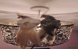 Cockatiels birds for sale: Cockatiels  - Advert 2