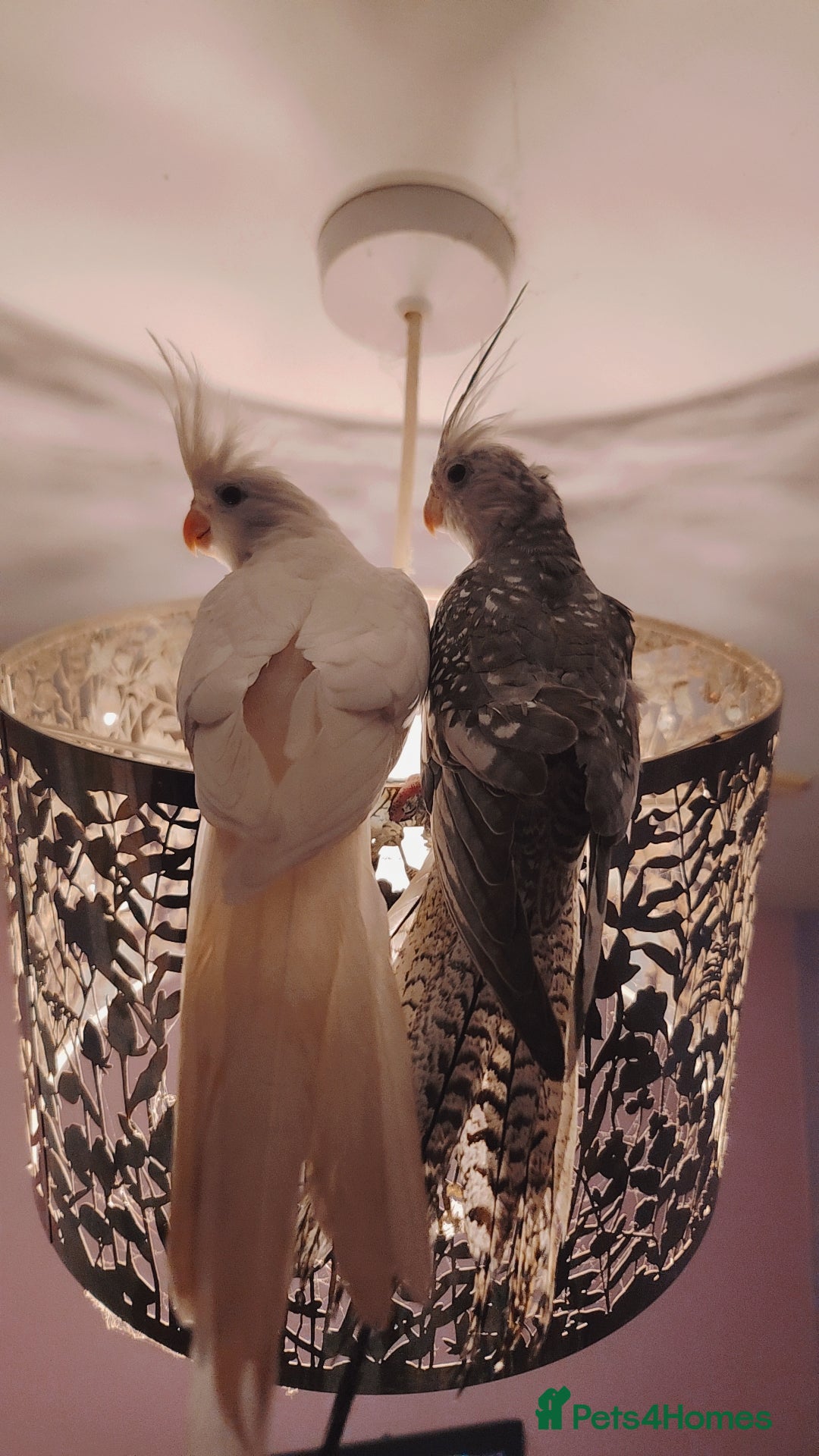 Cockatiels birds for sale: Cockatiels  - Advert 2