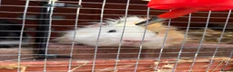 Guinea Pig rodents for sale: Solo Proven Boar 🩵 - Advert 2