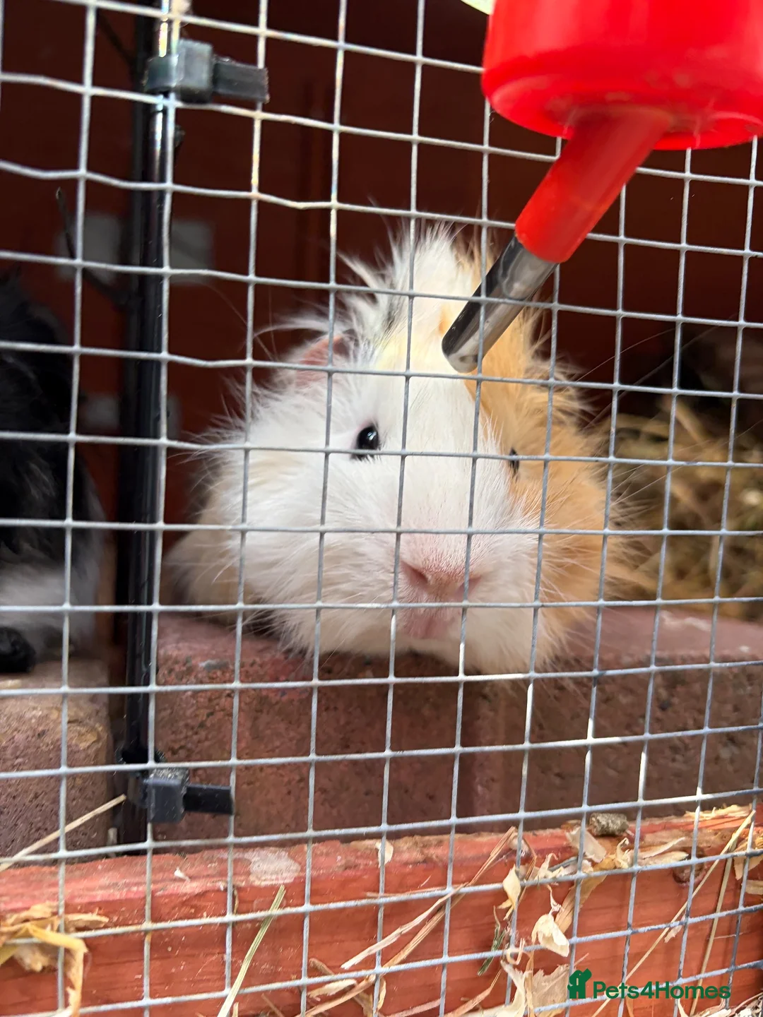Guinea Pig rodents for sale: Solo Proven Boar 🩵 - Advert 2