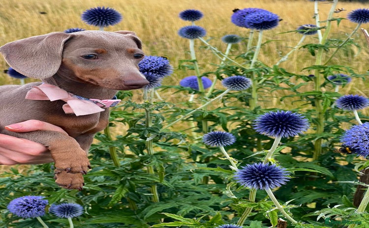 Miniature Dachshund dogs - Advert 11